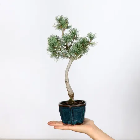 Bonsai Pin Pentaphylla PP-1-3