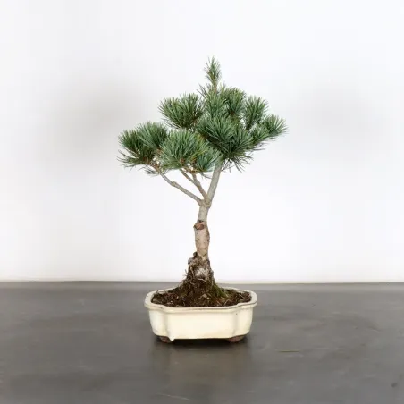 Bonsai Pin Pentaphylla PP-1-1