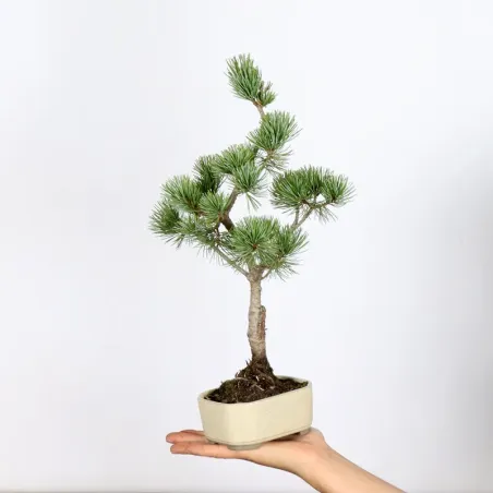Bonsai Pin Pentaphylla PP-1-5