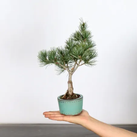 Bonsai Pin Pentaphylla PP-1-6