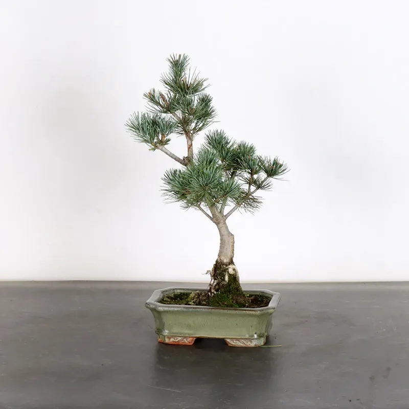 PREBONSAI PIN BLANC DU JAPON "PENTAPHYLLA" 1-14