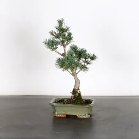 PREBONSAI PIN BLANC DU JAPON "PENTAPHYLLA" 1-14