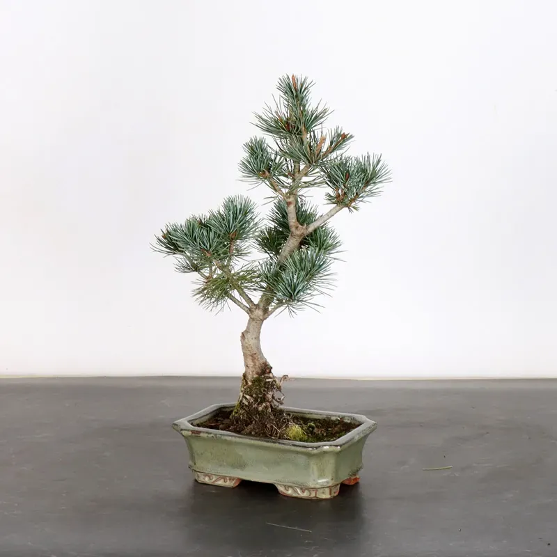 image supplémentaire - PREBONSAI PIN BLANC DU...