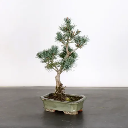 image supplémentaire - PREBONSAI PIN BLANC DU...