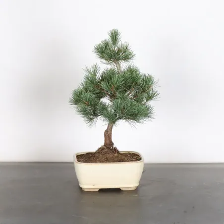 PIN BLANC DU JAPON "PENTAPHYLLA" 1-18