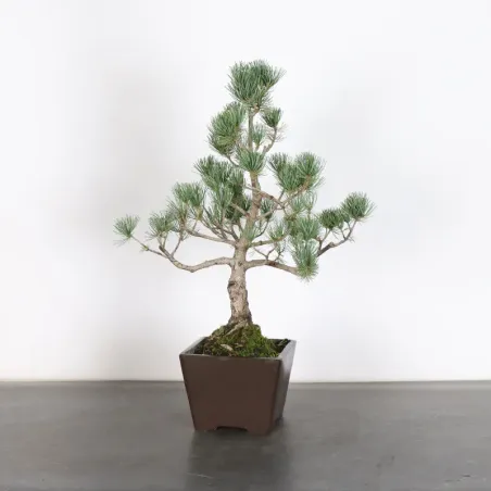 JAPANESE WHITE PINE “PENTAPHYLLA” 1-20