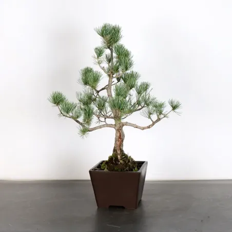 image supplémentaire - JAPANESE WHITE PINE...