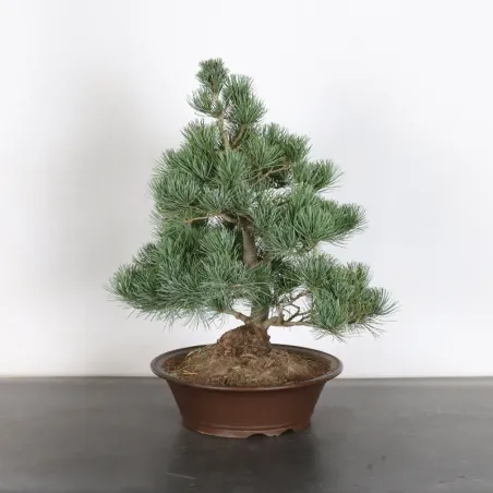 PIN BLANC DU JAPON "PINUS PENTAPHYLLA" 1-21