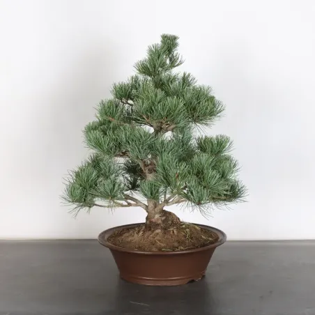 image supplémentaire - PIN BLANC DU JAPON "PINUS...