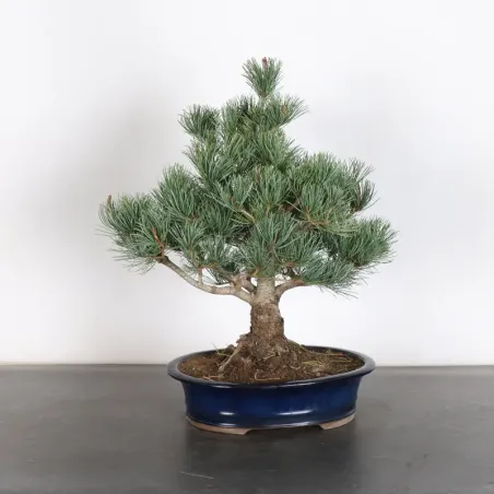 PIN BLANC DU JAPON "PINUS PENTAPHYLLA" 1-24