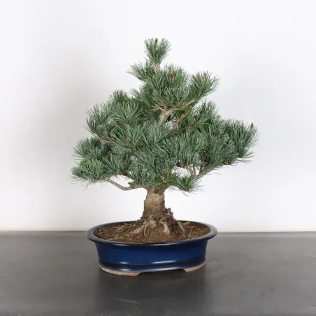 image supplémentaire - PIN BLANC DU JAPON "PINUS...