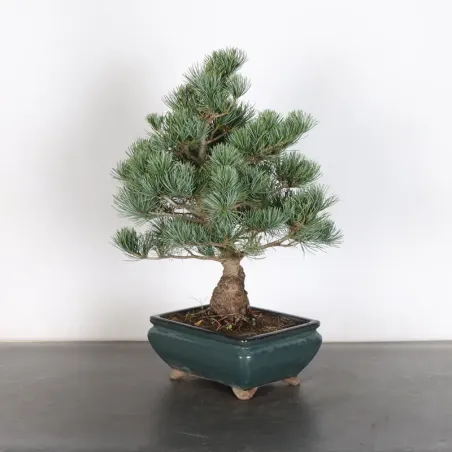image supplémentaire - PIN BLANC DU JAPON "PINUS...