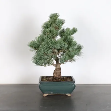 PIN BLANC DU JAPON "PINUS PENTAPHYLLA" 1-25