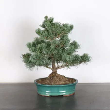 Bonsai Pin Pentaphylla PP-2-2