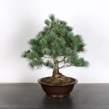 PIN BLANC DU JAPON "PENTAPHYLLA" 2-4