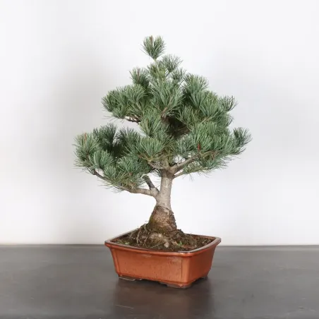 PIN BLANC DU JAPON "PENTAPHYLLA" 2-5