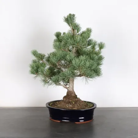 JAPANESE WHITE PINE “PENTAPHYLLA” 2-7