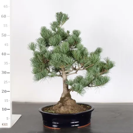 image supplémentaire - JAPANESE WHITE PINE...