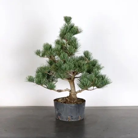 PIN BLANC DU JAPON "PENTAPHYLLA" 2-9