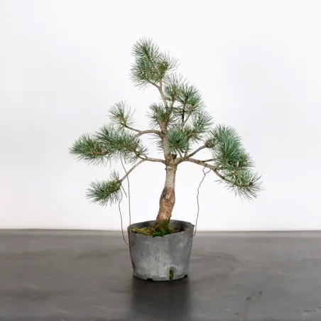 Bonsai Pin Pentaphylla PP-1-1