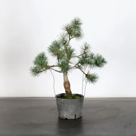 image supplémentaire - PREBONSAI PIN BLANC DU...