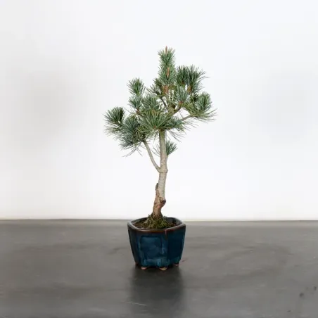 JAPANESE WHITE PINE “PENTAPHYLLA” 1-2