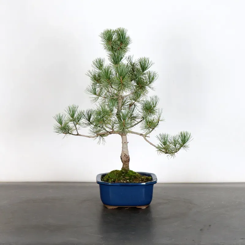 Bonsai Pin Pentaphylla PP-1-7