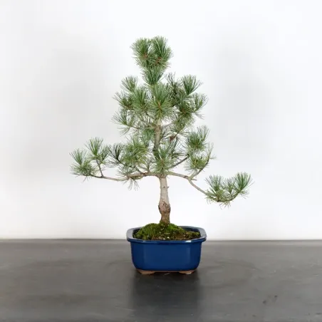 Bonsai Pin Pentaphylla PP-1-7