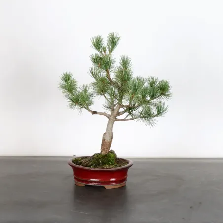 Bonsai Pin Pentaphylla PP-1-8