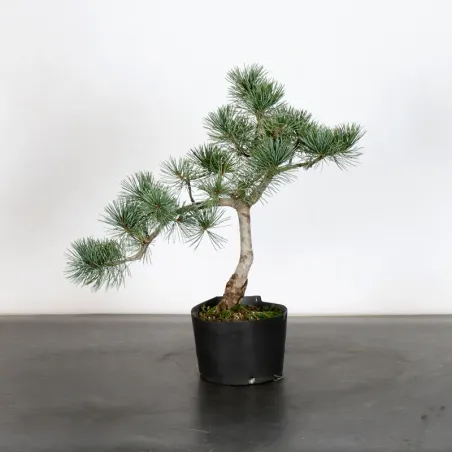 Bonsai Pin Pentaphylla PP-1-9