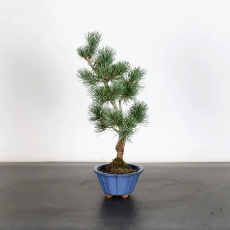 Bonsai Pin Pentaphylla PP-1-10