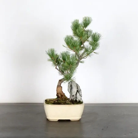 PIN BLANC DU JAPON "PINUS PENTAPHYLLA" 1-19