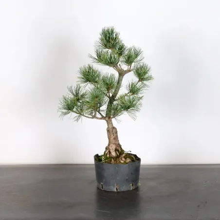 PREBONSAI PIN BLANC DU JAPON "PINUS PENTAPHYLLA" 1-26