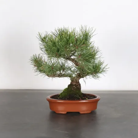 image supplémentaire - BONSAI PIN MUGO 1-7