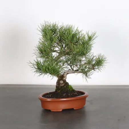 Pin mugo bonsai PM-1-7