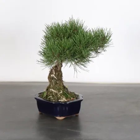 image supplémentaire - BONSAI PIN MUGO 1-13