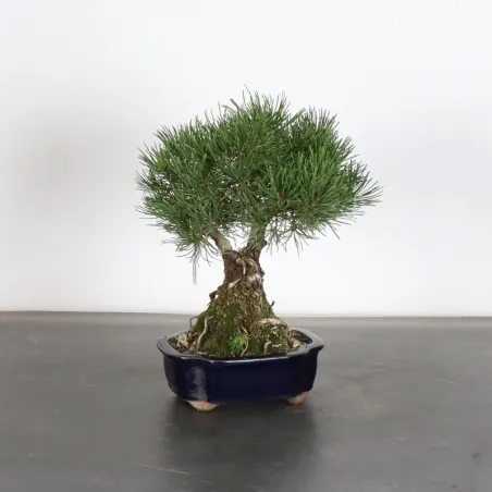 Pin mugo bonsai PM-1-13