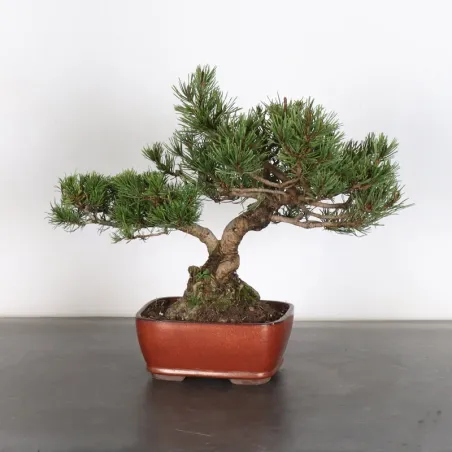 image supplémentaire - BONSAI PIN MUGO 1-14