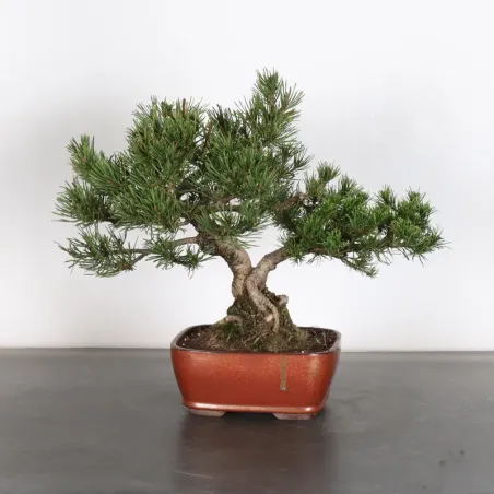 Pin mugo bonsai PM-1-14