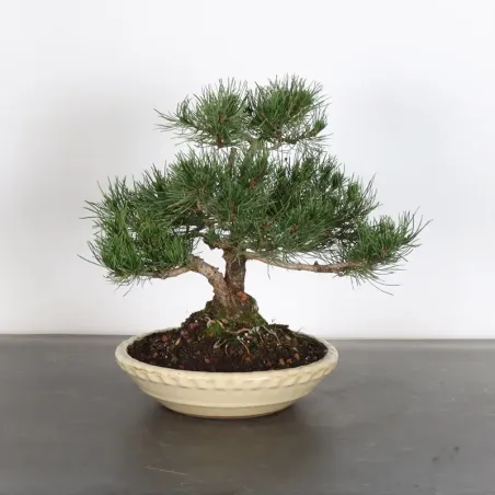 BONSAI PIN MUGO 1-17