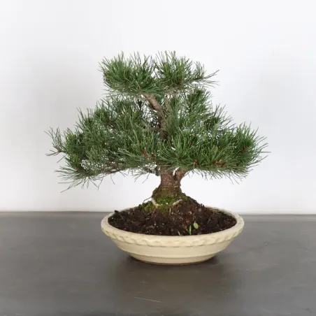 image supplémentaire - BONSAI PIN MUGO 1-17
