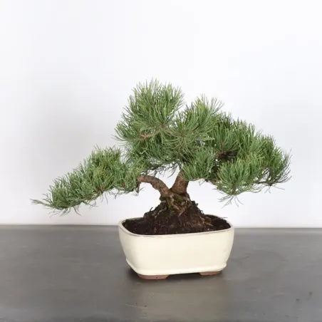 image supplémentaire - BONSAI PIN MUGO 1-19