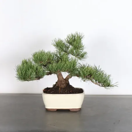BONSAI PIN MUGO 1-19