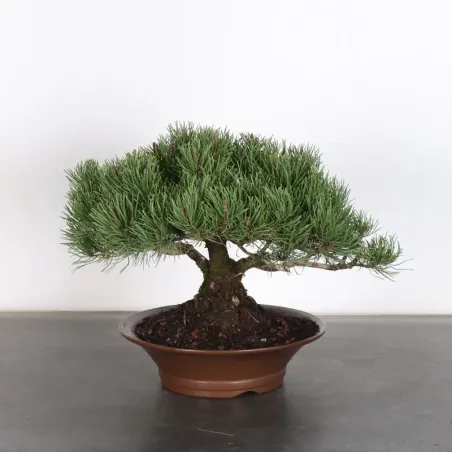 image supplémentaire - BONSAI PIN MUGO 1-20