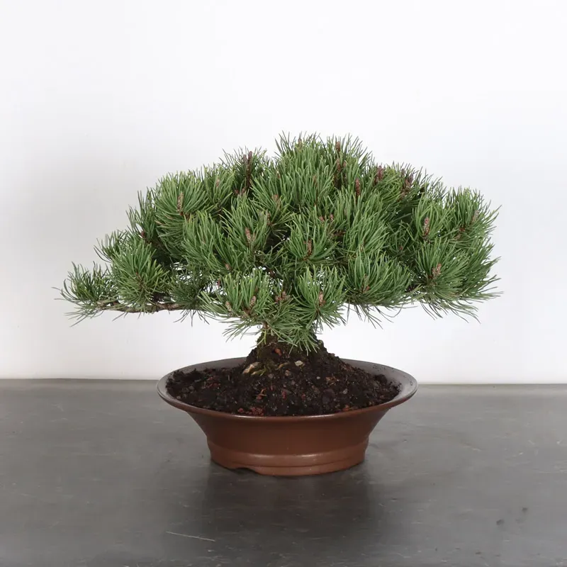 BONSAI PIN MUGO 1-20
