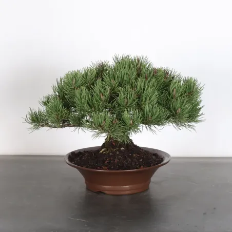 BONSAI PIN MUGO 1-20