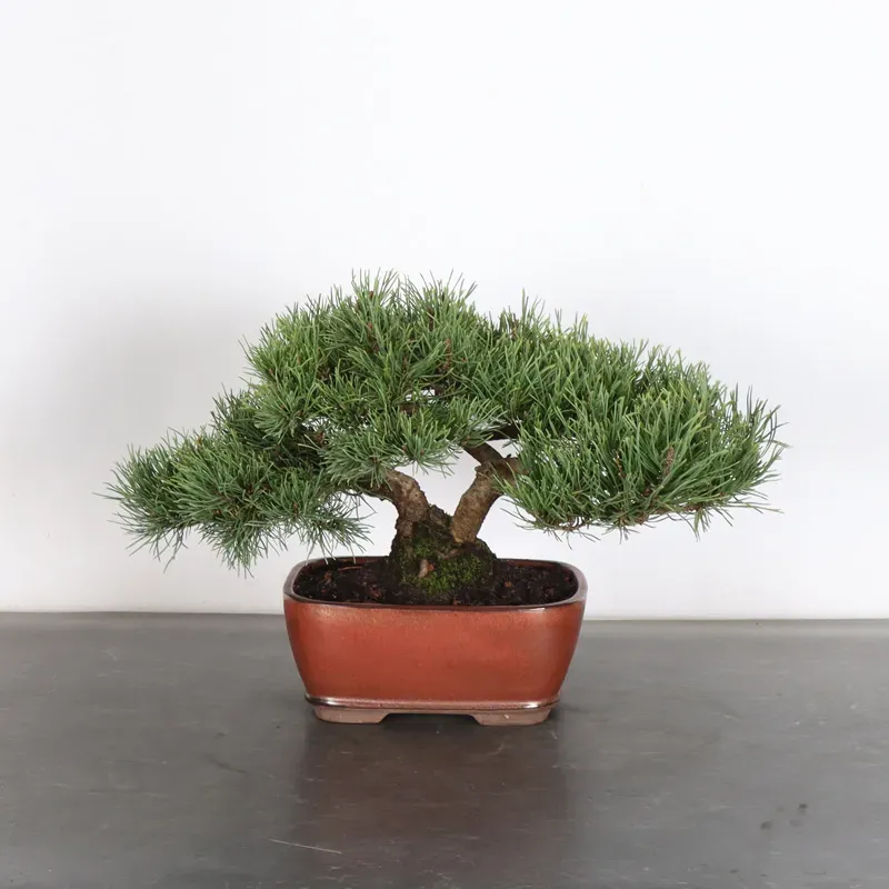 BONSAI PIN MUGO 1-24