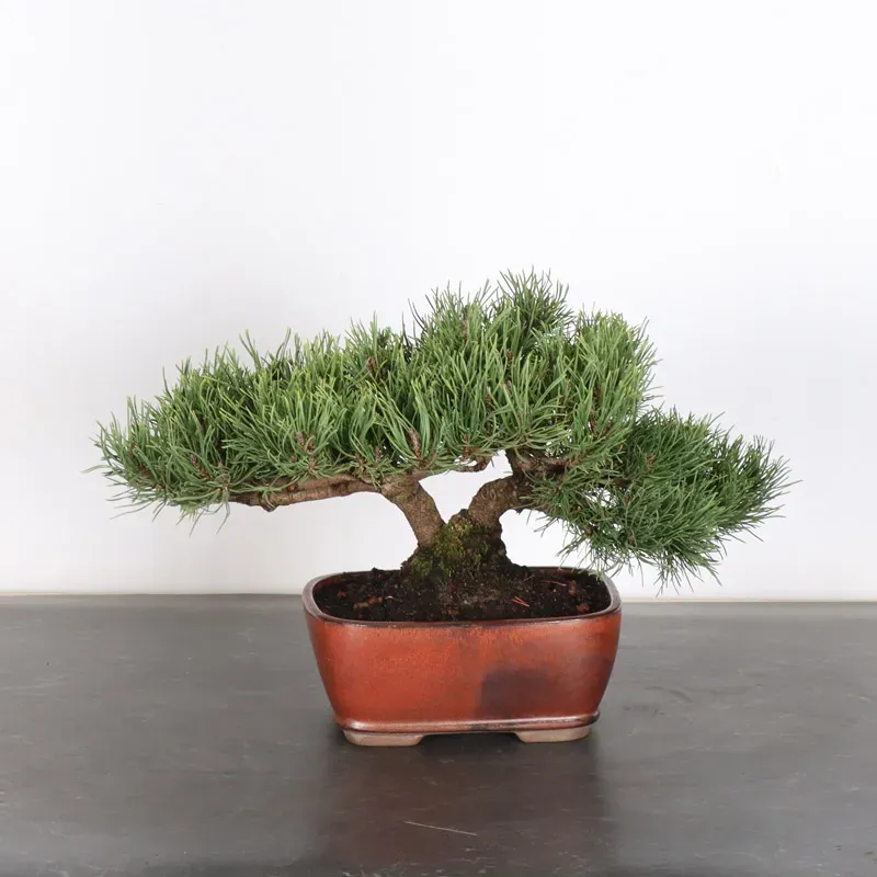 image supplémentaire - BONSAI PIN MUGO 1-24