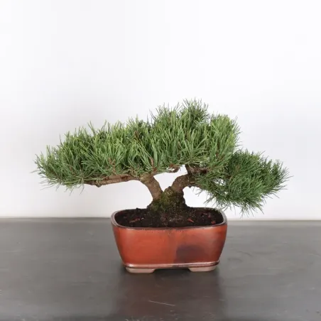 image supplémentaire - BONSAI PIN MUGO 1-24