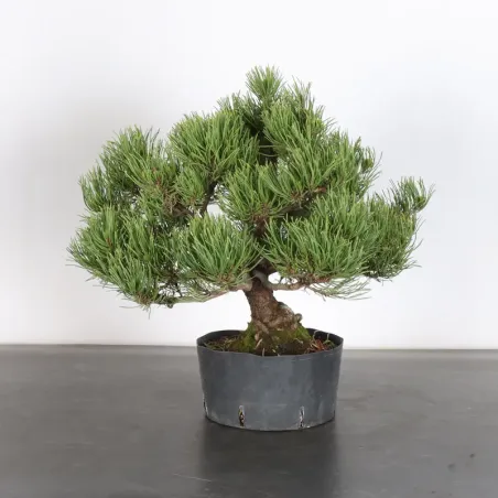 image supplémentaire - BONSAI PIN MUGO 2-5